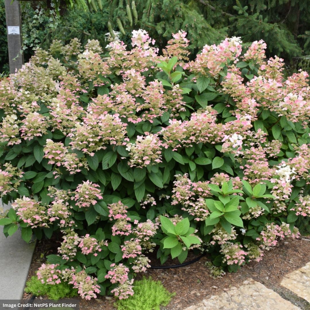 Hydrangea Paniculata – Little Quick Fire – #3 Container